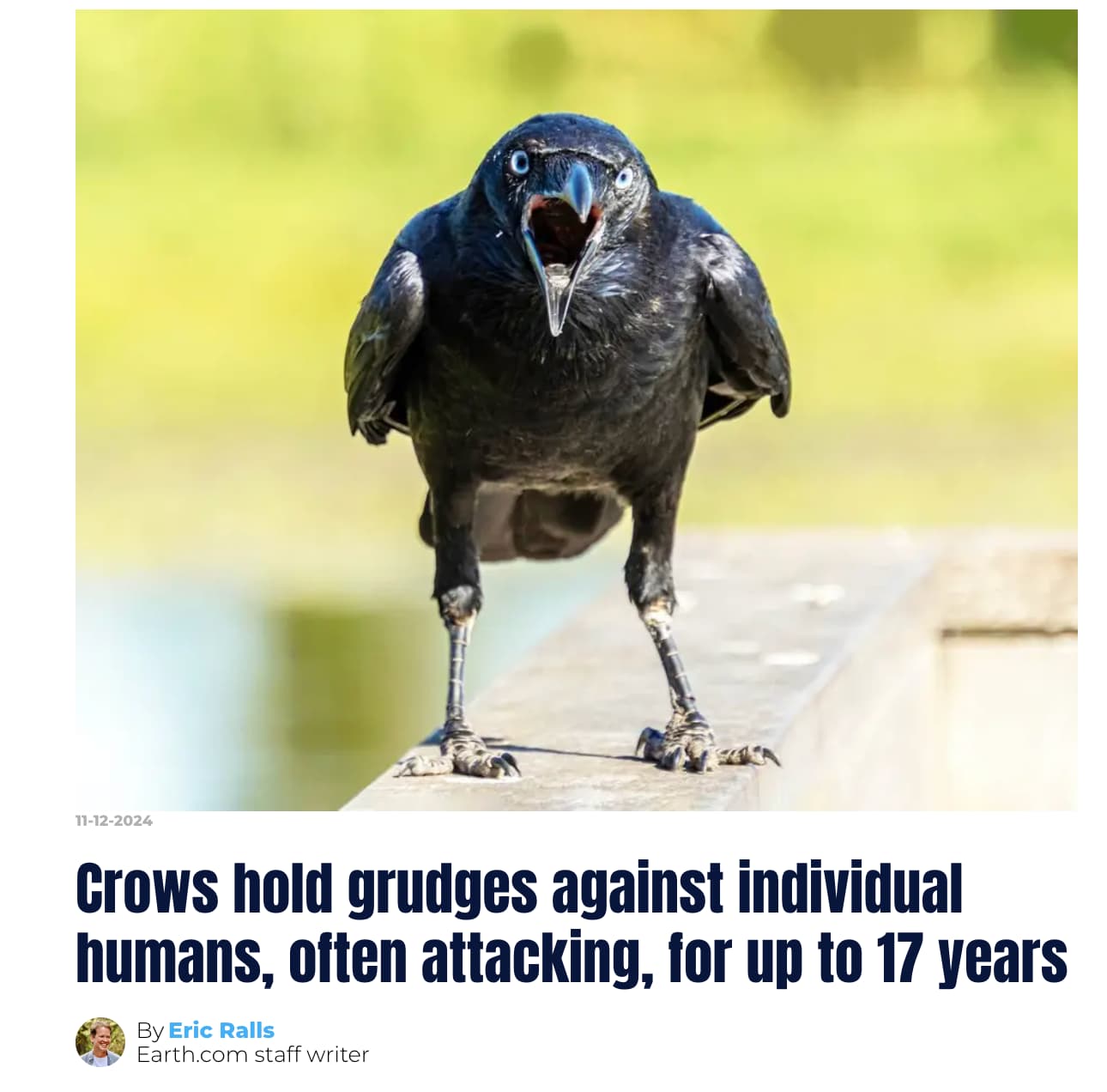 crow caw - 11122024 Crows hold grudges against individual humans, often attacking, for up to 17 years By Eric Ralls Earth.com staff writer